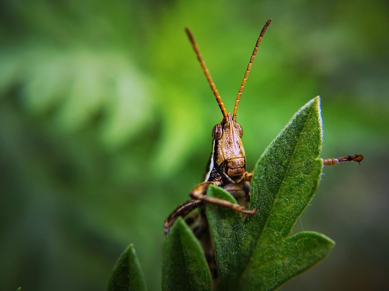 Garden pests