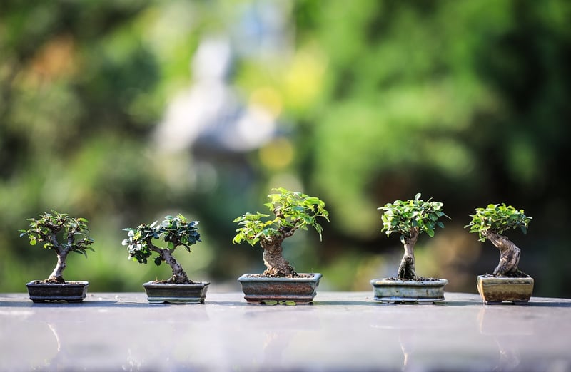 Rooted Value Gardens
