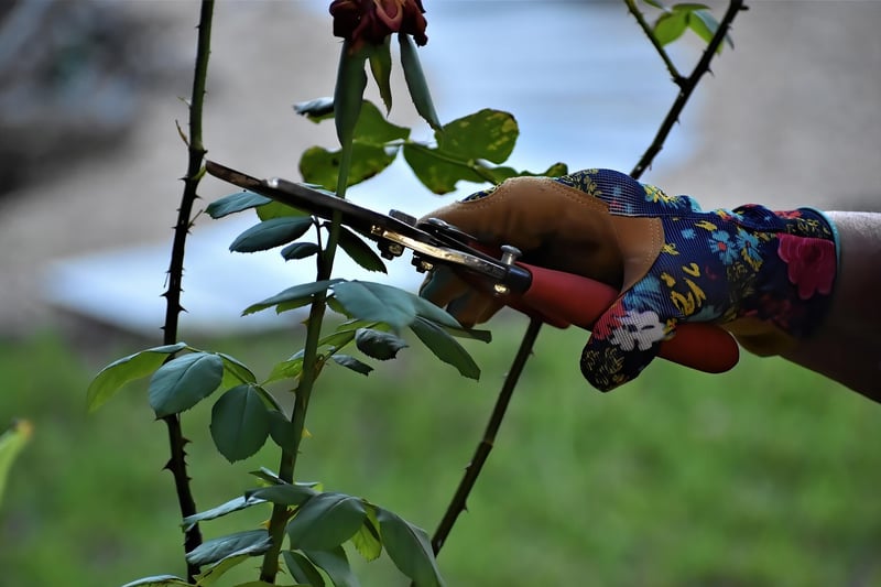 Pruning Techniques Image